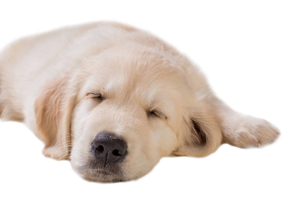 puppy golden retriever op een witte achtergrond, geïsoleerd - Foto, afbeelding
