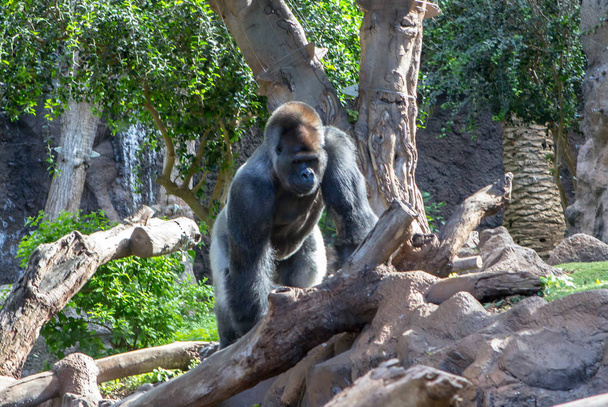 Hombre gorila de montaña
 - Foto, imagen