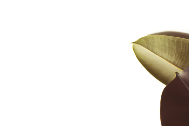 Листя зелене фікус
 - Фото, зображення