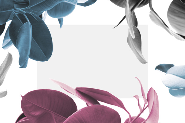 ficus plantes avec carte blanche
 - Photo, image