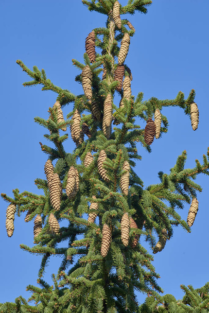 Conos de pino en picea de Noruega
 - Foto, imagen