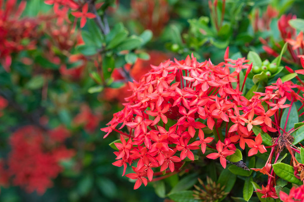 Ixora Red spike flower. King Ixora blooming (Ixora chinensis).Ix - 写真・画像
