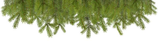 rami di pino decorazione natalizia isolato
  - Foto, immagini