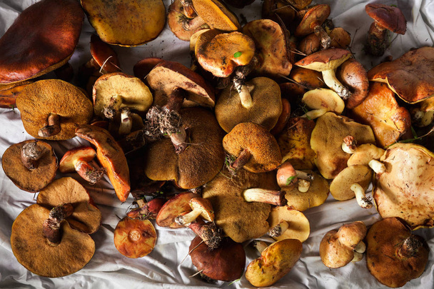 heap of fresh mushrooms porcini - Fotografie, Obrázek