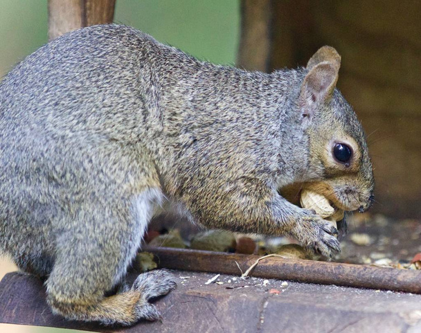 Geïsoleerde foto met een grappige eekhoorn die noten eet - Foto, afbeelding