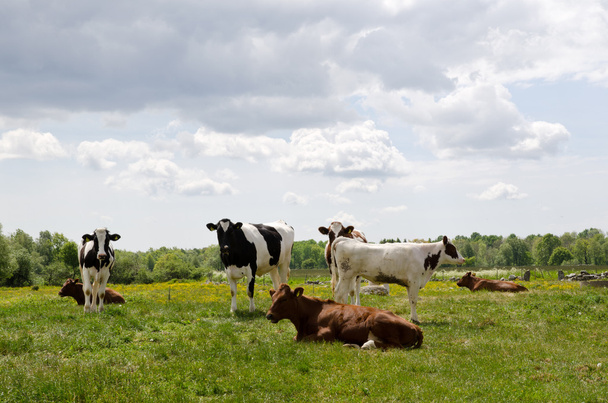 Resting cattle - Foto, Bild