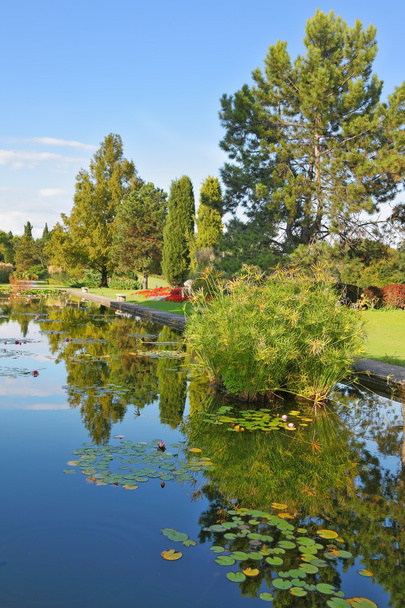 The pond reflects the slender tree - Foto, Bild
