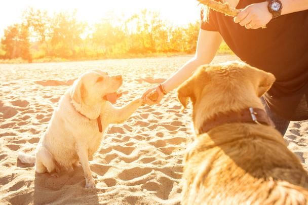 İki labrador arkadaş sahilde oynarken. Güneş parlaması - Fotoğraf, Görsel