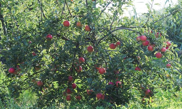  Árvore de maçã vermelha no fundo verde
 - Foto, Imagem