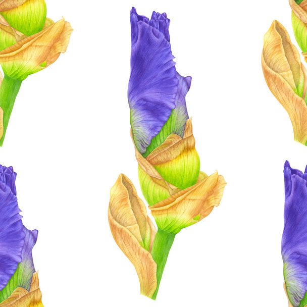 Iris aquarelle. Art botanique
.  - Vecteur, image