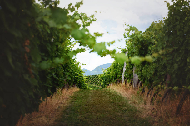 Narrow path through vineyard - Foto, Imagen