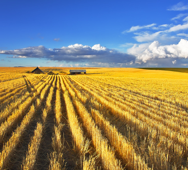 Huge fields of Montana after a harvest - Φωτογραφία, εικόνα