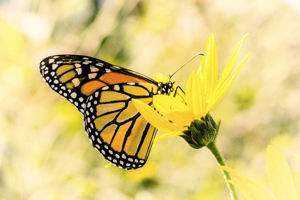 Streszczenie Monarch Butterfly - Zdjęcie, obraz