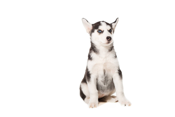 Cachorrinho Husky siberiano isolado em um fundo branco
 - Foto, Imagem