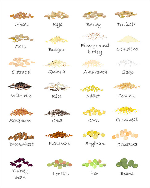 Een verscheidenheid van korrels en granen. Tarwe, gerst, haver, rogge, boekweit, amaranth, rijst, gierst, sorghum, quinoa, chia zaden, havermout, peulvruchten. Vector geïsoleerd - Vector, afbeelding