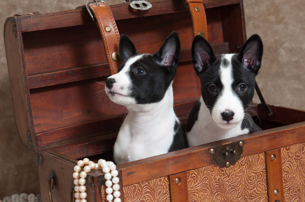 Basenji κουτάβια σκύλων είναι κάθεται σε ένα σεντούκι με χάντρες - Φωτογραφία, εικόνα