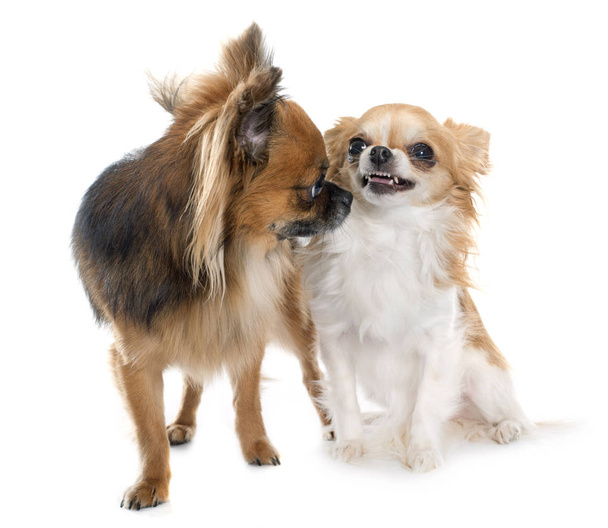 dwa długie włosy Chihuahua - Zdjęcie, obraz