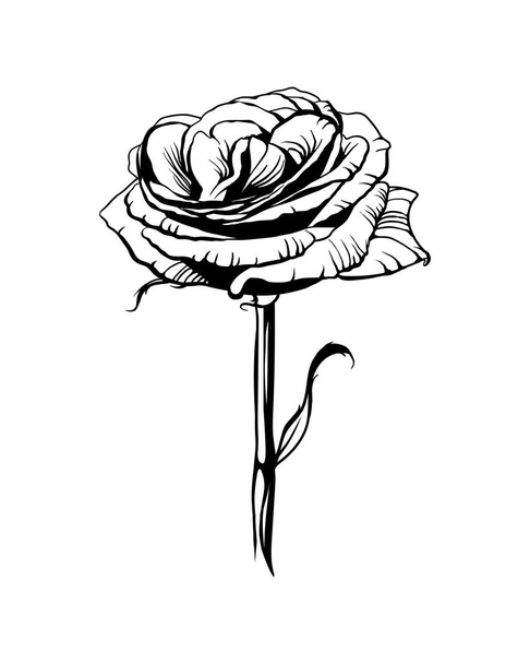 バラの花。白地に黒  - ベクター画像