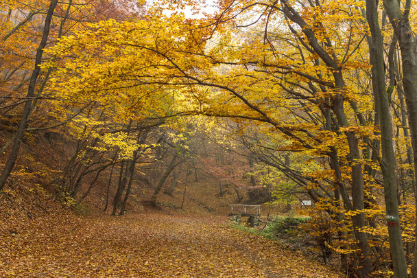 Autumn Landscape with yellow trees, Vitosha Mountain,  Bulgaria - Foto, afbeelding