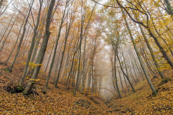 Φθινόπωρο τοπίο με τα κίτρινα δέντρα, Βίτοσα, Βουλγαρία - Φωτογραφία, εικόνα