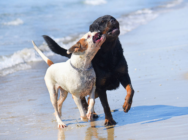 chiens sur la plage - Photo, image