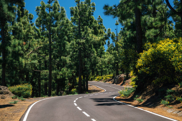Dolambaçlı yol içinde iğne yapraklı orman, La Esperanza, Tenerife - Fotoğraf, Görsel