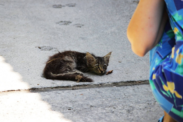 the girl crouched next to the exhausted homeless kitten on the street - Photo, Image
