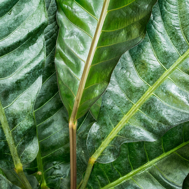 Green leaf texture - Фото, изображение