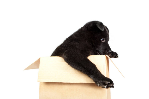 Немецкая овчарка щенок сидит в коробке и смотрит
 - Фото, изображение