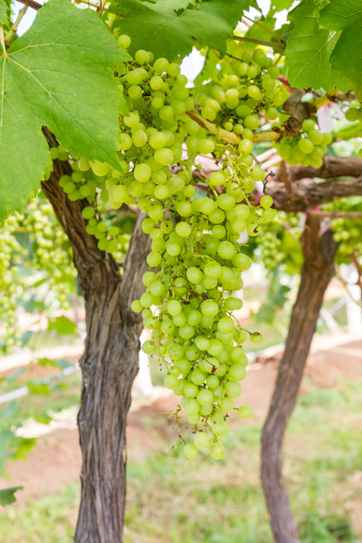 зеленый виноград на лозе - Фото, изображение