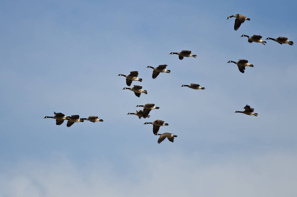 große Schar von Kanadagänsen fliegt in einen blauen Himmel  - Foto, Bild