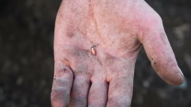 Semilla germinada en mano masculina. Manos de un trabajador
 - Metraje, vídeo