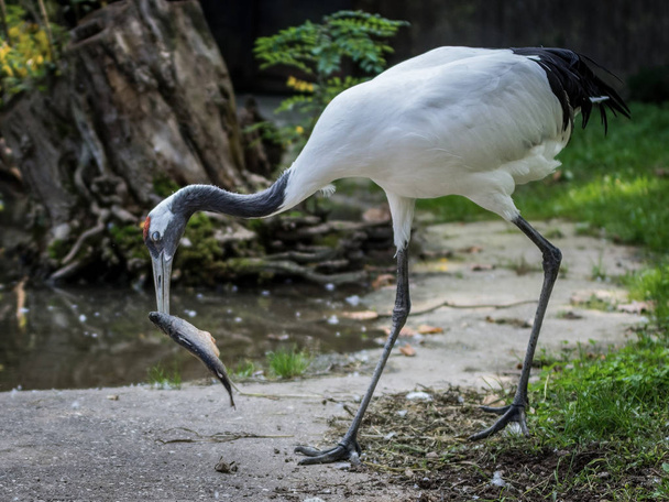 Red-crowned crane eating a fish - Photo, Image