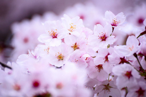 Ροζ άνθος κερασιάς στην Ιαπωνία - Φωτογραφία, εικόνα