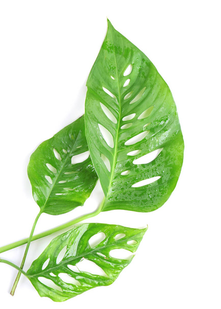 Green tropical leaves on white background - Photo, image