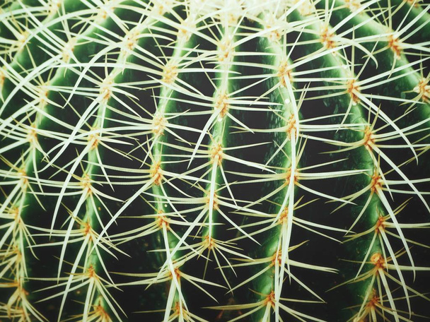 Close view of cactus needles textured background - 写真・画像
