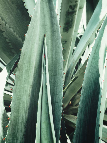 Close view of green agave spiky leaves, fundo texturizado
 - Foto, Imagem