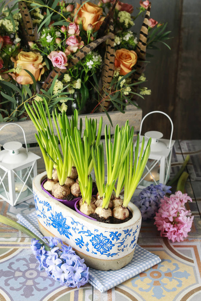 Pot with muscari flowers - Foto, Bild