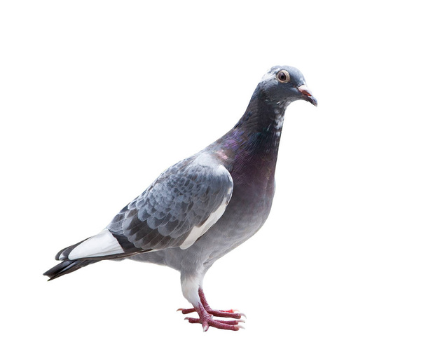 close up full body of homing pigeon bird isolated white backgrou - Photo, Image