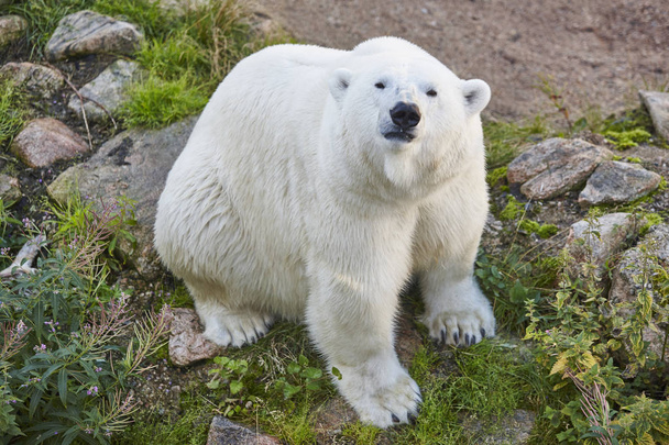 Eisbär in der Wildnis. Tierwelt Hintergrund.  - Foto, Bild