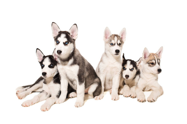 Grupo de cachorros crían los Huskies aislados sobre fondo blanco
 - Foto, Imagen