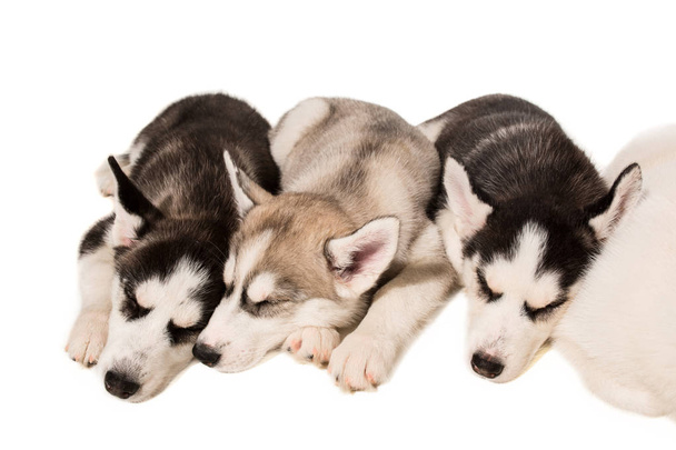 Beyaz arka plan üzerinde izole Huskies yavru doğurmak-in grup - Fotoğraf, Görsel