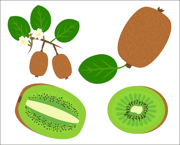 Kiwi vector de fruta
 - Vector, Imagen