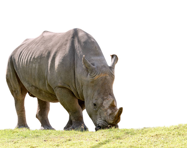 rinoceronte africano comiendo hierba verde aislado fondo blanco
 - Foto, Imagen