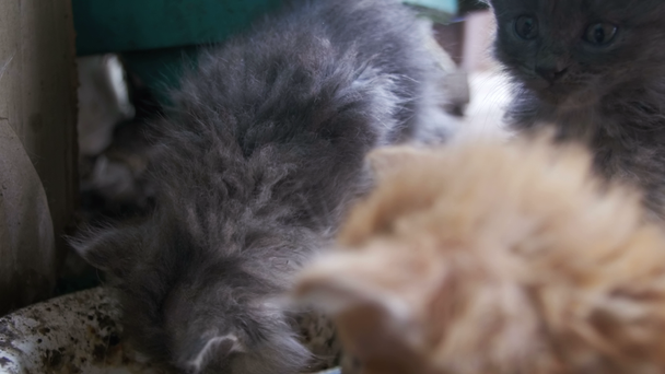 Les chatons sans abri mangent de la nourriture dans un bol sale dans la cour de la maison
 - Séquence, vidéo