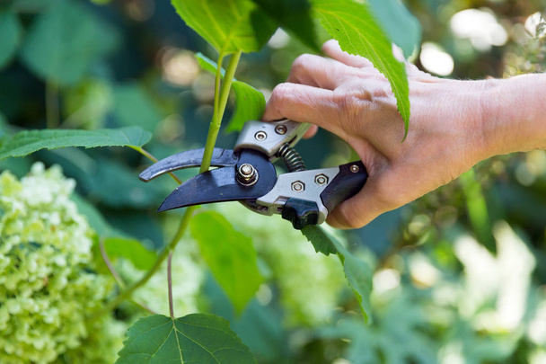 pruning scissors in hand - Photo, Image