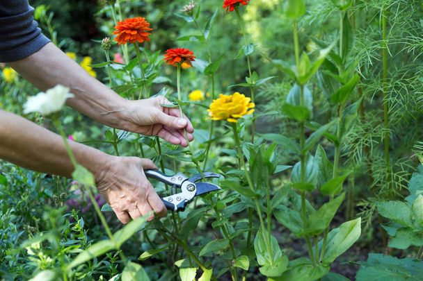 Cutting flowers in garden - Fotoğraf, Görsel