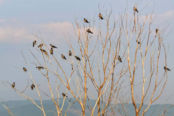 Flock of birds - Photo, Image