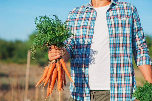 Молодой фермер, остановившийся и удерживающий группу, собрал свежую морковь в Гардене. Естественные органические биоовощи. Деревенское сельское хозяйство
 - Фото, изображение
