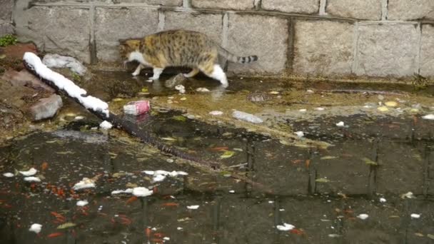 Gato jugando en el lado de la piscina, peces muertos en la contaminación del agua
. - Metraje, vídeo